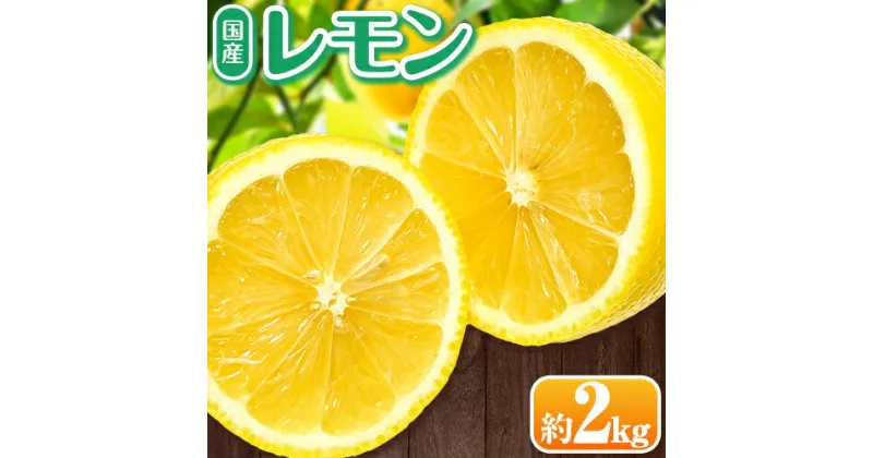 【ふるさと納税】【先行予約】国産 レモン ハウス栽培 約2kg ときわオンライン《2025年2月上旬-6月中旬頃出荷》 柑橘 和歌山県 紀の川市 フルーツ 果物 レモン 檸檬 送料無料