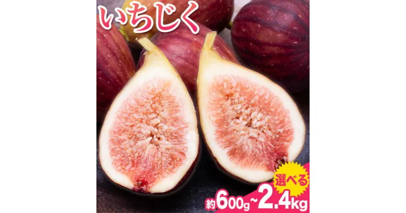 【ふるさと納税】いちじく 選べる 内容量 約600g 300g × 2パック 約1.2kg 300g × 4パック 約2.4kg 300g × 8パック 岸武青果株式会社《7月下旬-11月末頃出荷》 和歌山県 紀の川市 イチジク 生 産地直送 果物 フルーツ