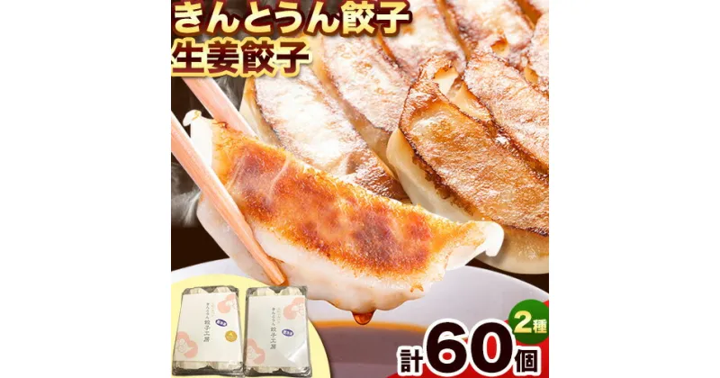 【ふるさと納税】紀州きんとうん餃子 生姜餃子 2種 セット 計60個 ( 30個 入り × 2パック ) きんとうん餃子工房《90日以内に出荷予定(土日祝除く)》 和歌山県 岩出市 餃子 ぎょうざ 惣菜 中華 生姜 冷凍 送料無料