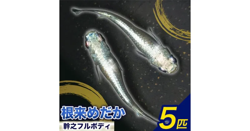 【ふるさと納税】メダカ(幹之フルボディ) 5匹 根来めだか《90日以内に出荷予定(土日祝除く)》和歌山県 岩出市 めだか 観賞魚 幹之めだか フルボディ メダカ 送料無料