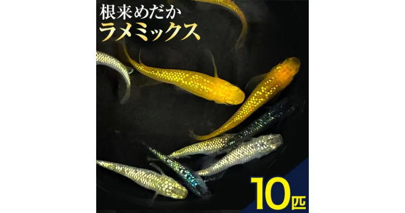 【ふるさと納税】メダカ(ラメミックス) 10匹 根来めだか《90日以内に出荷予定(土日祝除く)》和歌山県 岩出市 めだか 観賞魚 ラメミックス ラメメダカ ラメ 送料無料