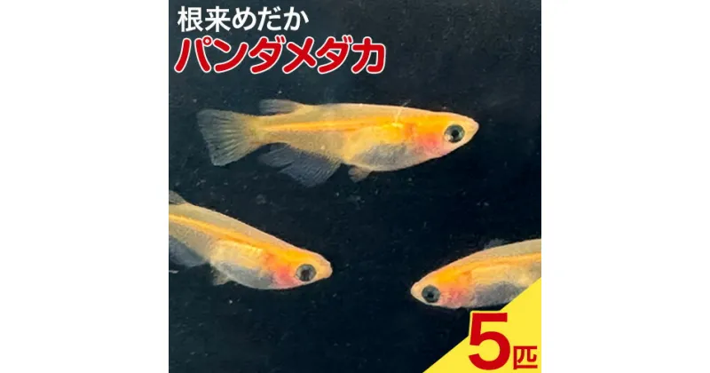 【ふるさと納税】パンダメダカ 5匹 根来めだか《90日以内に出荷予定(土日祝除く)》和歌山県 岩出市 めだか パンダ 観賞用 送料無料