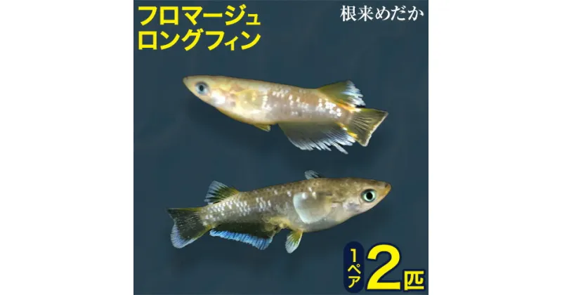 【ふるさと納税】フロマージュロングフィン 1ペア 2匹 根来めだか《90日以内に出荷予定(土日祝除く)》和歌山県 岩出市 めだか フロマージュ 観賞用 送料無料