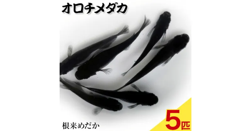 【ふるさと納税】オロチメダカ 5匹 根来めだか《90日以内に出荷予定(土日祝除く)》和歌山県 岩出市 めだか オロチ メダカ 黒色 観賞用 送料無料