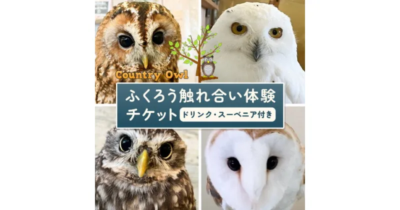 【ふるさと納税】ふくろう触れ合い体験 (ドリンク スーベニア付き) カントリーオウル フクロウカフェ《30日以内に出荷予定(土日祝除く)》和歌山県 岩出市 ふくろう 体験 フクロウ ふれあい体験 チケット 送料無料