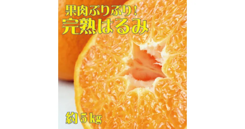 【ふるさと納税】果肉ぷりぷり!完熟はるみ5kg　※2025年2月上旬頃〜2025年2月下旬頃に順次発送予定(お届け日指定不可)