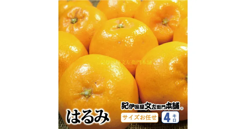 【ふるさと納税】はるみ 約4kg/サイズおまかせ　※2025年1月下旬〜3月中旬頃に順次発送予定(お届け日指定不可)　紀伊国屋文左衛門本舗