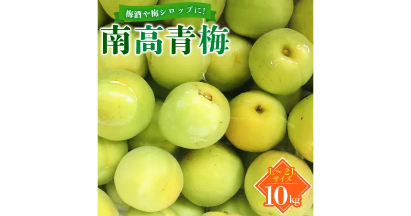 【ふるさと納税】 梅 青梅 紀州 南高青梅 10kg L～2Lサイズおまかせ 紀美野町産 【JAながみね】【2025年6月中旬より順次発送致します。】《 レビューキャンペーン 実施中 ! 》