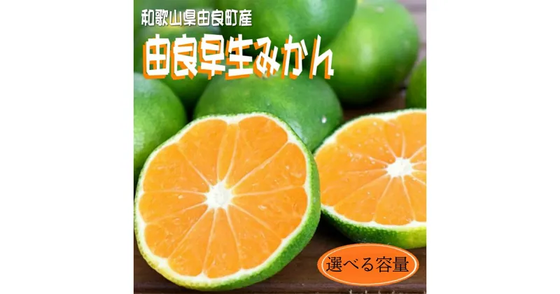 【ふるさと納税】和歌山由良町産 由良早生みかん 選べる容量 サイズおまかせ (L〜2S) いずれかお届け / ミカン 柑橘 みかん 和歌山