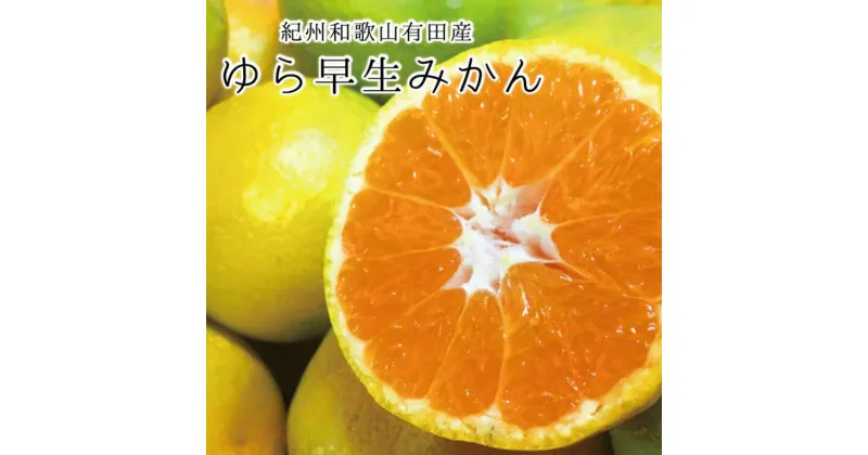 【ふるさと納税】 紀州和歌山有田産ゆら早生みかん 【選べる容量】 先行予約 ※2025年10月中旬頃～2025年10月下旬頃順次発送（お届け日指定不可） / みかん 温州みかん 極早生