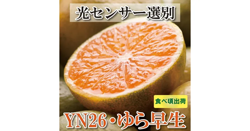 【ふるさと納税】【選べる容量】家庭用　極早生有田みかん 補償分付き【YN26・ゆら早生】【わけあり・訳あり】※2024年9月中旬～11月中旬ごろに順次発送/ みかん ミカン 極早生 有田みかん YN26 家庭用 和歌山