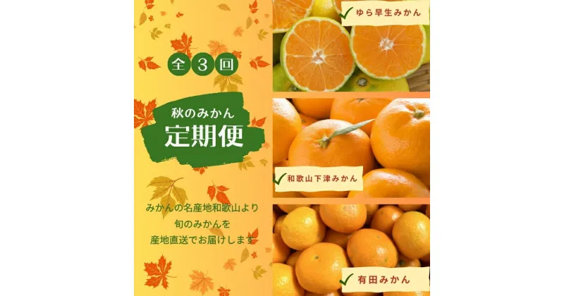 【ふるさと納税】【3か月定期便】みかんの名産地和歌山発！秋のみかん定期便♪ゆら早生みかん・下津みかん・有田みかん