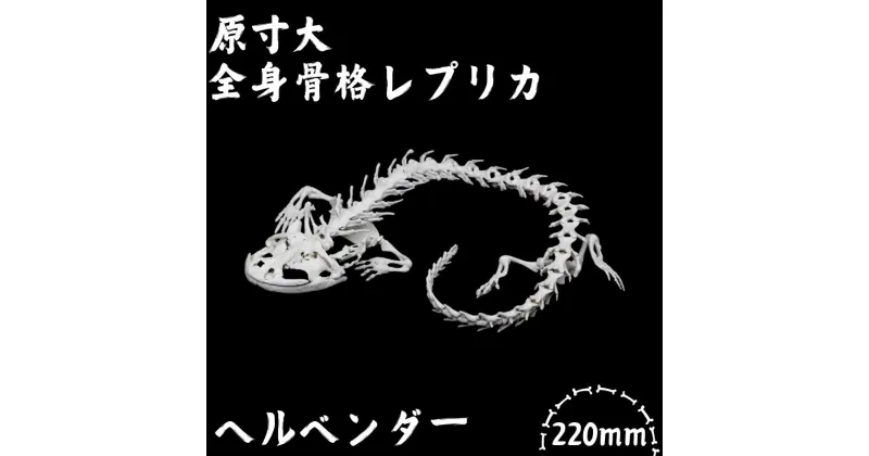 【ふるさと納税】【ヘルベンダー】 原寸大 全身骨格レプリカ　/　レプリカ 標本 コレクション プラモデル 実物大 動物標本 骨格レプリカ オオサンショウウオ フィギュア インテリア 模型 動物 両生類 爬虫類 博物館 骨格 頭蓋骨 ミニチュア オブジェ 3Dプリント