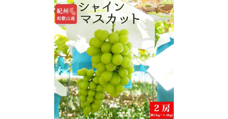 【ふるさと納税】 紀州和歌山産シャインマスカット2房（約1kg〜1.4kg） ※2025年8月中旬頃〜2025年9月上旬頃に順次発送予定 / マスカット 種無し フルーツ 果物 くだもの