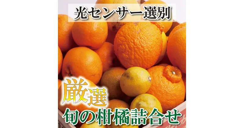 【ふるさと納税】厳選 柑橘詰合せ 1.5kg+45g（傷み補償分） 3kg+90g（傷み補償分）【有田の春みかん詰め合わせ・フルーツ詰め合せ・オレンジつめあわせ】【光センサー選別】＜2025年1月〜4月下旬ごろに順次発送＞ / みかん 果物 フルーツ オレンジ ミカン 柑橘 和歌山 セット