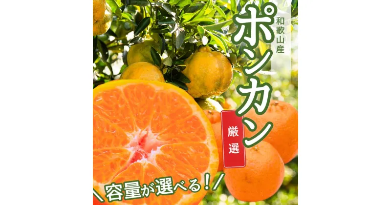 【ふるさと納税】＜1月より発送＞厳選 ポンカン1.2kg 2kg 3kg 5kg （傷み補償分付）＜2025年1月下旬～2月下旬に順次発送＞ ※北海道・沖縄・離島への配送不可 / みかん 果物 フルーツ オレンジ 柑橘 ぽんかん 和歌山 有田みかん 和歌山 おすすめ くだもの