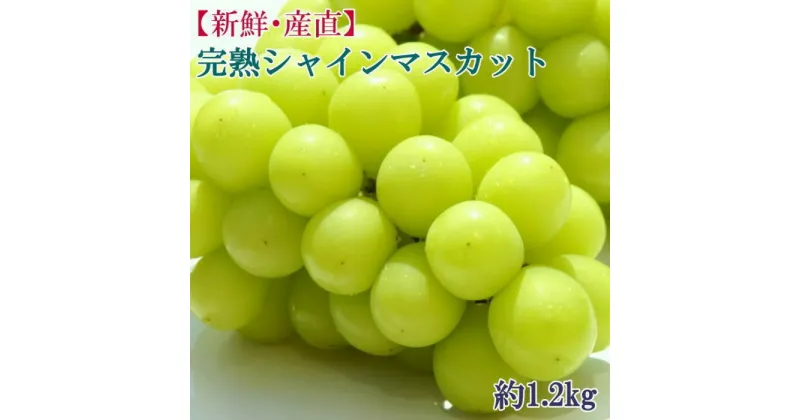 【ふるさと納税】[新鮮・産直]和歌山県産完熟シャインマスカット約1.2kg ★2025年8月下旬～9月下旬頃より順次発送【TM182】 | シャインマスカット ぶどう 葡萄 先行予約 和歌山 ふるさと納税 返礼品