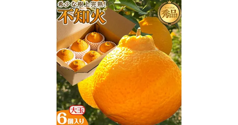 【ふるさと納税】不知火 希少な樹上完熟！ 秀品大玉 6個入 (約2kg)　【2025年2月下旬頃より発送】【KT2】 | フルーツ 果物 くだもの 食品 人気 おすすめ 送料無料