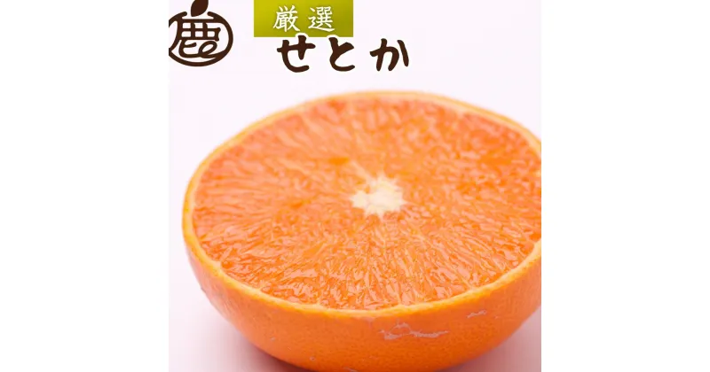 【ふるさと納税】厳選 せとか約3kg+90g（傷み補償分）【柑橘・春みかんの王様】【光センサー選別】【2025年2月初旬～2025年4月中旬頃 順次発送予定】【IKE61】 | 柑橘 フルーツ 果物 くだもの 食品 人気 産地直送 おすすめ 送料無料