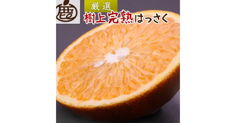 【ふるさと納税】厳選 樹上完熟はっさく 約2.5kg+75g（傷み補償分）【八朔】【さつき・木成】 【2025年4月初旬～2025年5月末日 順次発送】【IKE31】 | 柑橘 フルーツ 果物 くだもの 食品 人気 産地直送 おすすめ 送料無料