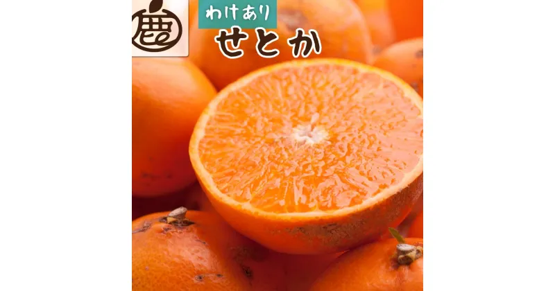 【ふるさと納税】【 家庭用 】 せとか 約2kg+60g（傷み補償分）【柑橘・春みかんの王様】【わけあり・訳あり】【2025年2月初旬～2025年4月中旬頃 順次発送予定】【IKE62】 | 柑橘 フルーツ 果物 くだもの 食品 人気 産地直送 おすすめ 送料無料