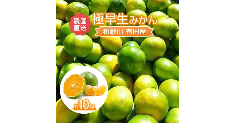 【ふるさと納税】こだわりの 極早生みかん約10kg【2024年9月下旬より順次発送】 | 和歌山県 和歌山 九度山町 楽天ふるさと 納税 返礼品 支援品 お取り寄せグルメ