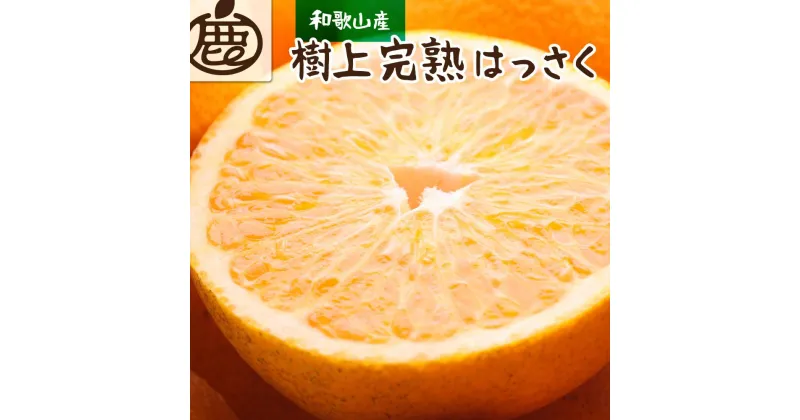 【ふるさと納税】＜4月より発送＞厳選 樹上完熟はっさく4kg+120g（傷み補償分）【八朔】【さつき・木成】 | 和歌山 みかん ミカン 蜜柑 柑橘 柑橘類 かんきつ 果物 フルーツ 旬の果物 食品