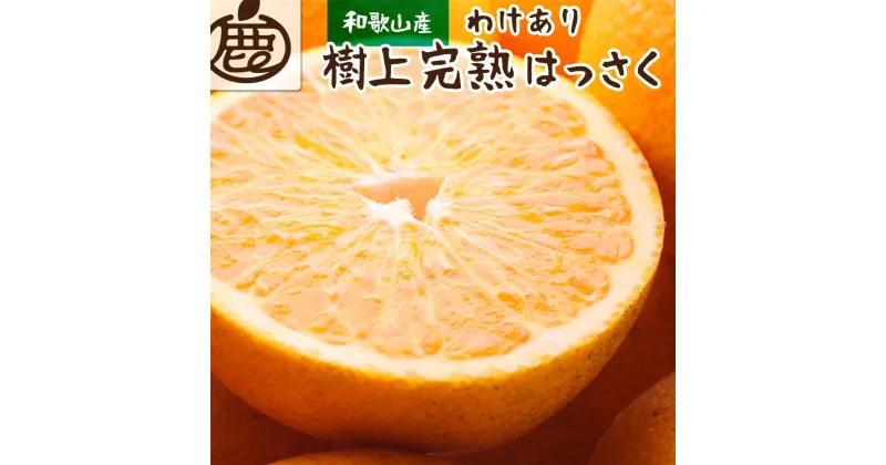 【ふるさと納税】＜4月より発送＞家庭用 樹上完熟はっさく5kg+150g（傷み補償分）【八朔】【わけあり・訳あり】【さつき・木成】 | 和歌山 みかん ミカン 蜜柑 柑橘 柑橘類 かんきつ 果物 フルーツ 旬の果物 食品