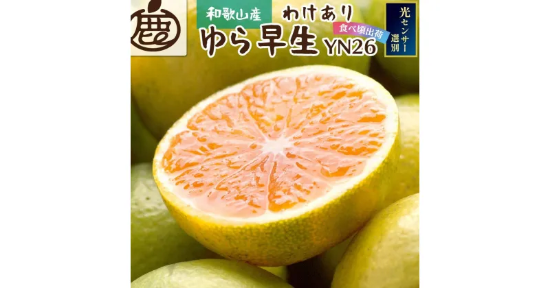 【ふるさと納税】家庭用 極早生有田みかん3kg+90g（傷み補償分）YN26 ゆら早生 訳あり＜2024年9月より発送＞ | 和歌山 みかん ミカン 蜜柑 柑橘 柑橘類 かんきつ 果物 フルーツ 旬の果物 食品